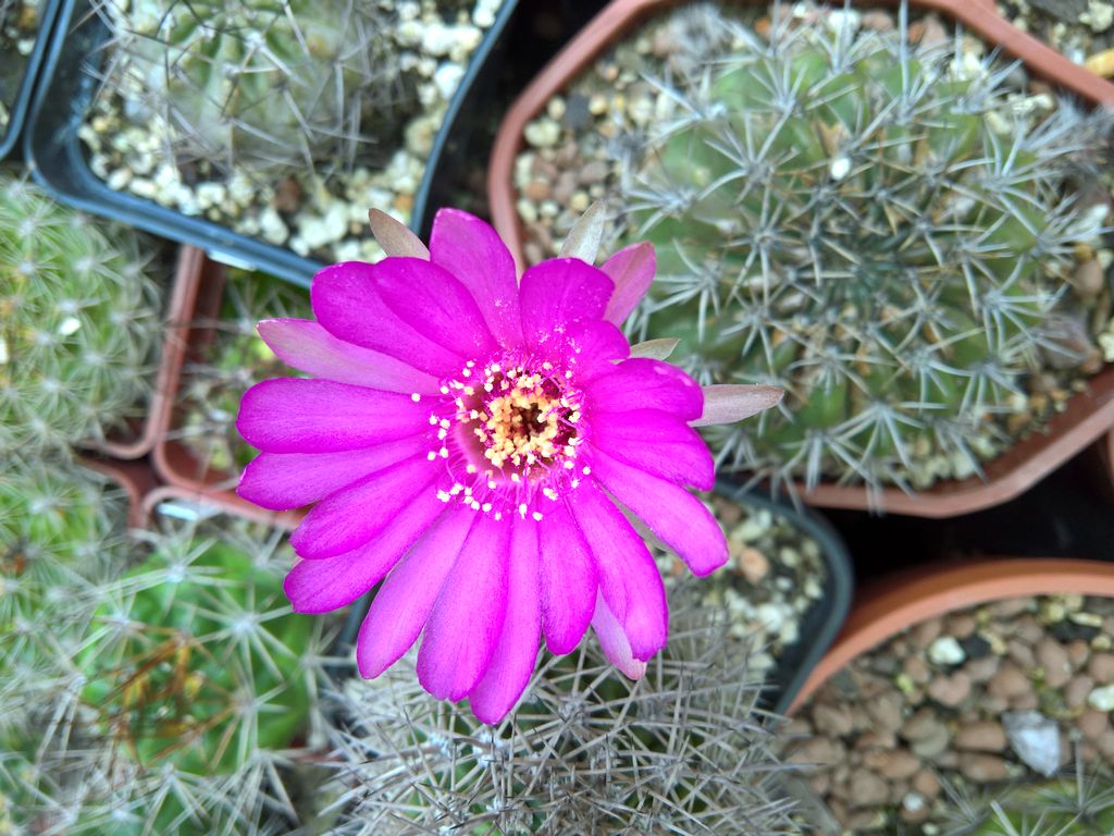 Acanthocalycium brevispinum